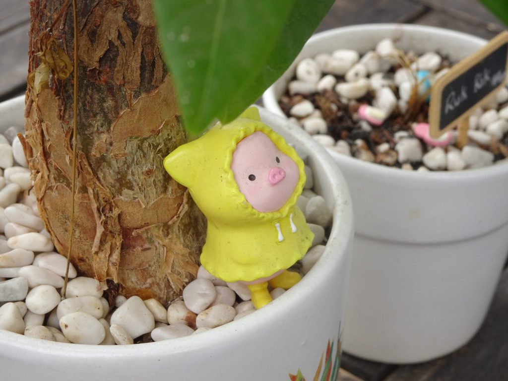 Con lợn vàng nhìn ngu ngu